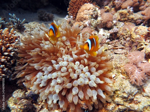 Fototapeta Naklejka Na Ścianę i Meble -  clown fish of the red sea , Egypt