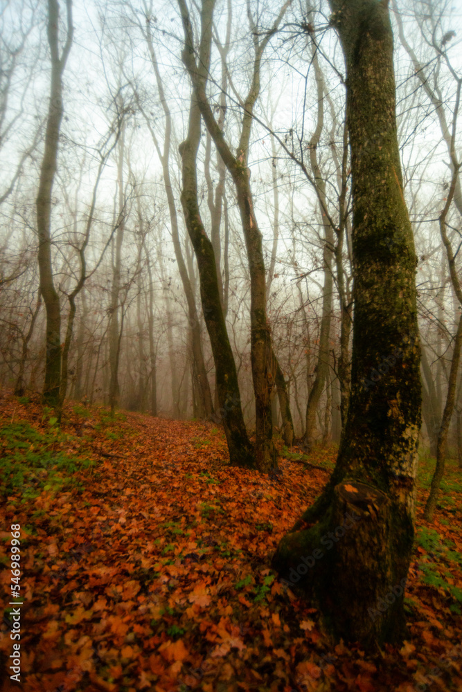 Obraz premium fog in forest forest in the night . Night landscape. Nightsky and clouds . Stars in the sky . Lights of the city . Evening forest . Landscapes of Ukraine . Night and morning time 