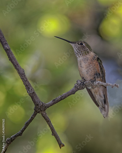 Female Broad tailed hummingbird perching on tree limb