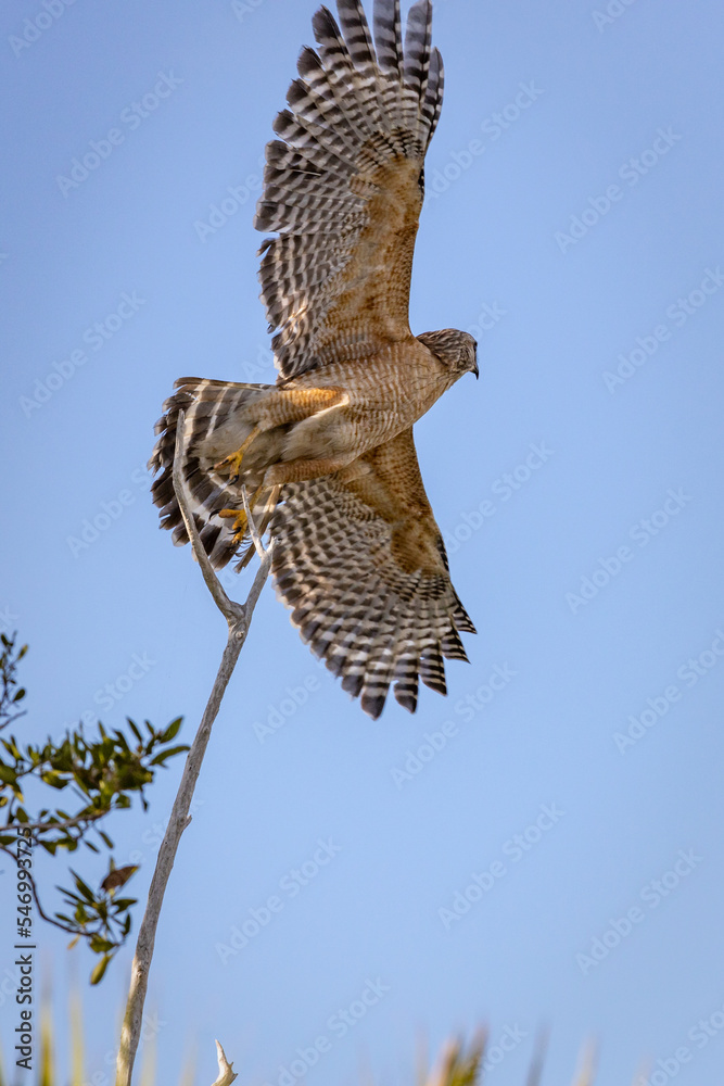 Obraz premium Red-shouldered Hawk