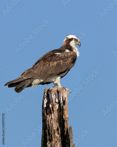 Osprey perched