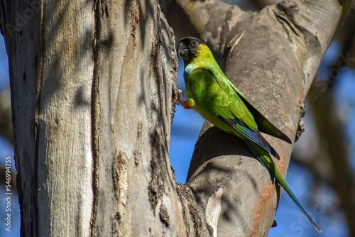 wild nanday parakeet (Aratinga nenday) perching in a tree photo