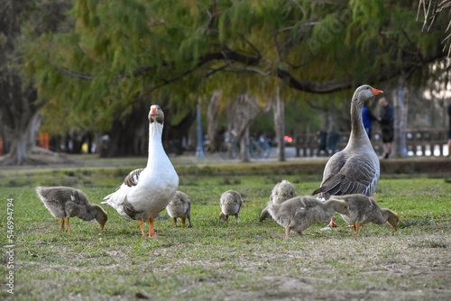 family of greylag goose (anser anser) in a public park in Buenos Aires