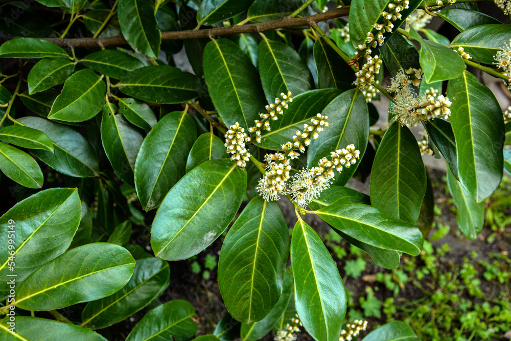 Obraz premium cherry laurel bush in bloom
