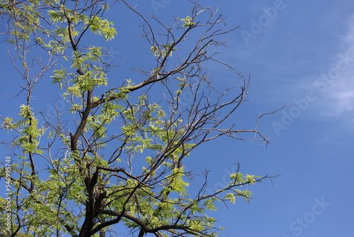 branch of Trees in the park with the background of clear blue sky