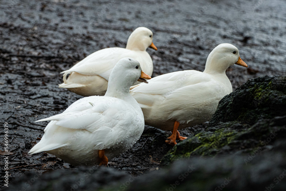 Three young ducklings run across the muddy forest floor, back to their mother in the water. Three young ducklings run across the muddy forest floor, back to their mother in the water.