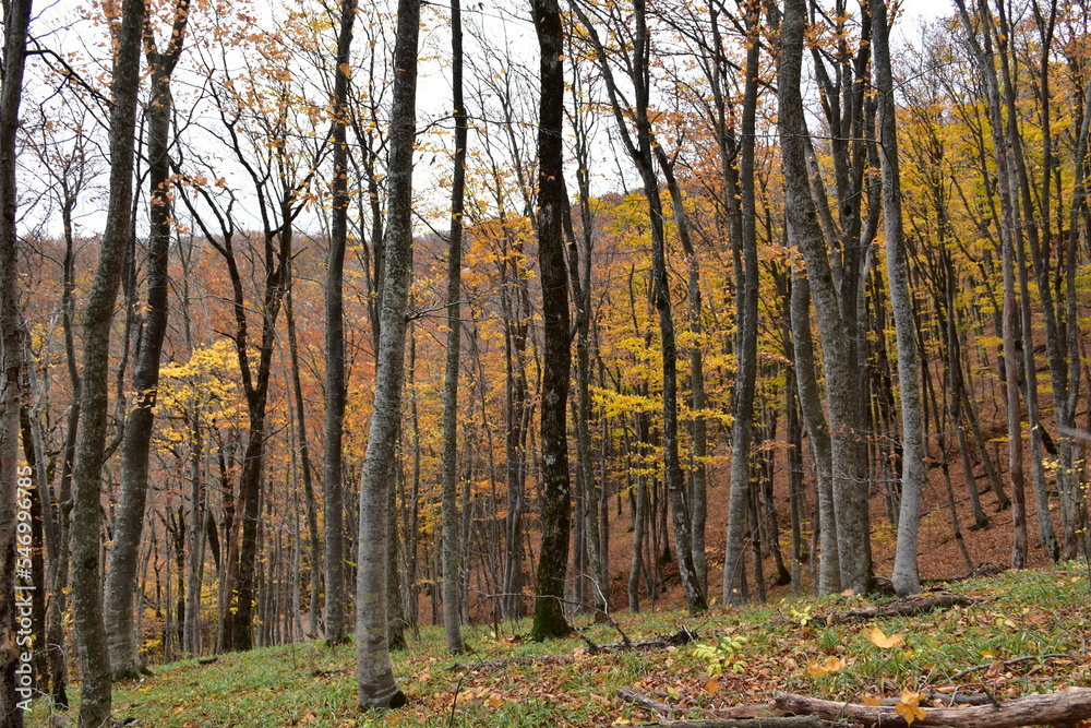 Fototapeta premium autumn in the forest