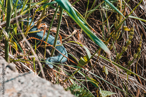 Carpathian viper hunts in disguise in the green grass. A poisonous black snake hides in the steppes of Ukraine. Dangerous reptiles close up. photo