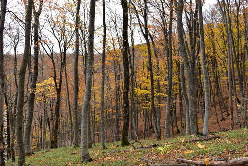 autumn in the forest
