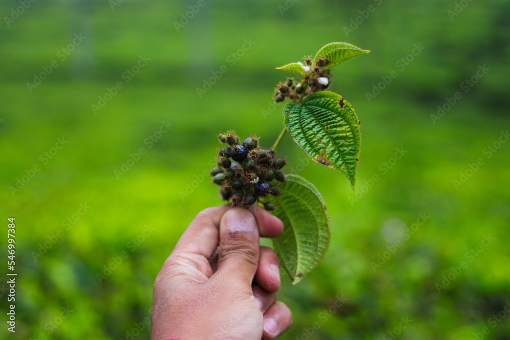 Hand holding soapbush fruits with blurred background in the forest Hand holding soapbush fruits with blurred background in the forest