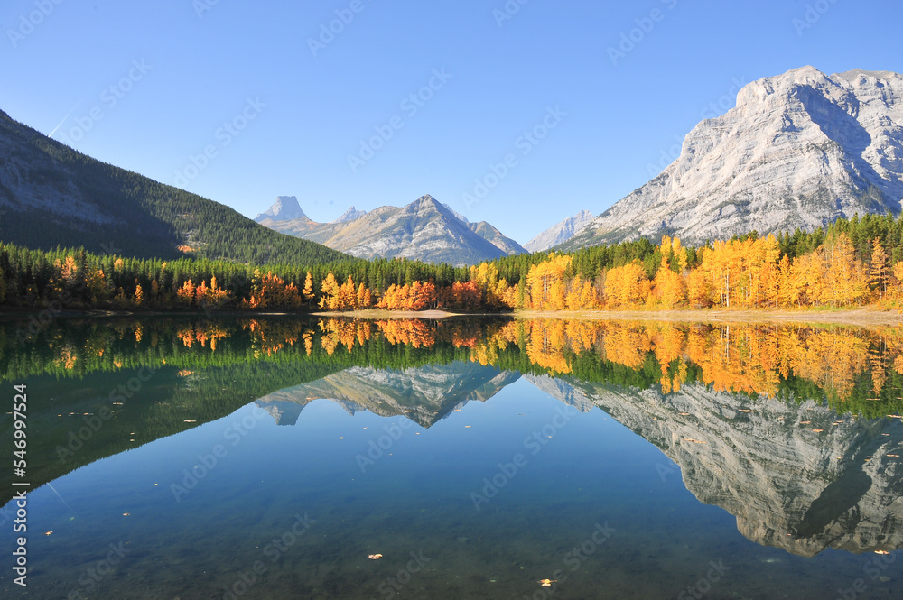 Bright yellow autumn trees reflection in clear crisp Wedge pond in the mountains of Kananaskis country, Alberta