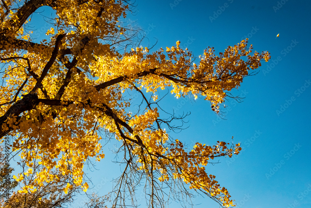 Fototapeta premium Sunlit Yellow Leaves