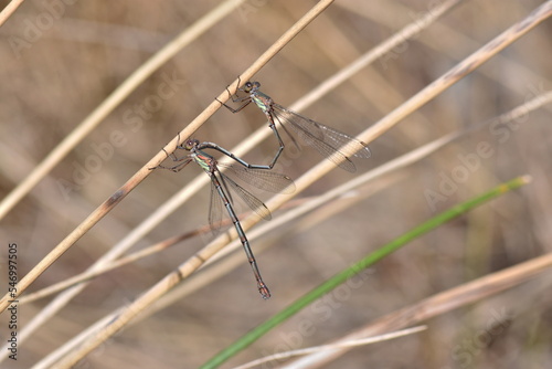 Adorable couple of emerald damselflies perched on a reed (macro) photo