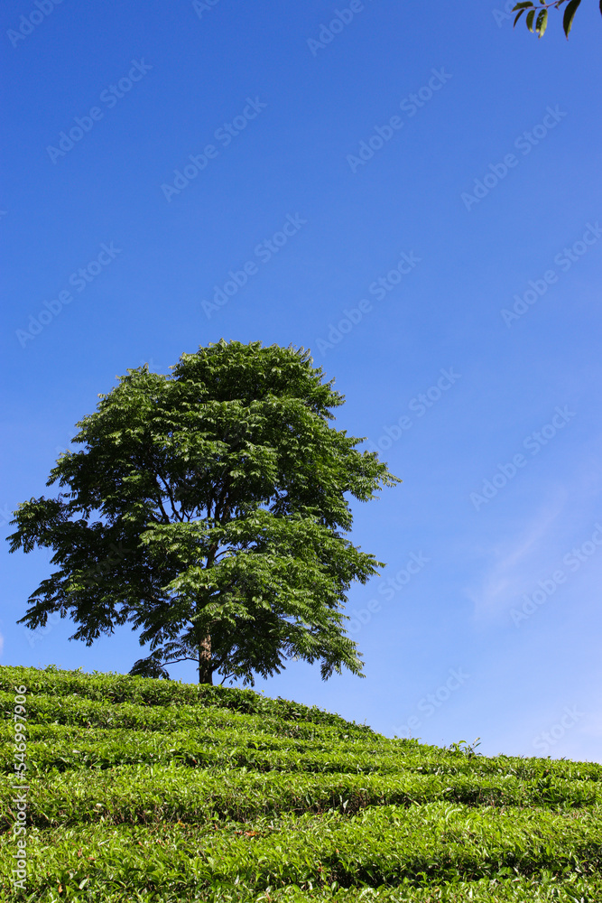 Obraz premium Beautiful Tea plantation landscape in the morning