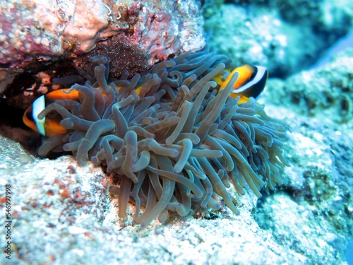 clown fish of the red sea , Egypt