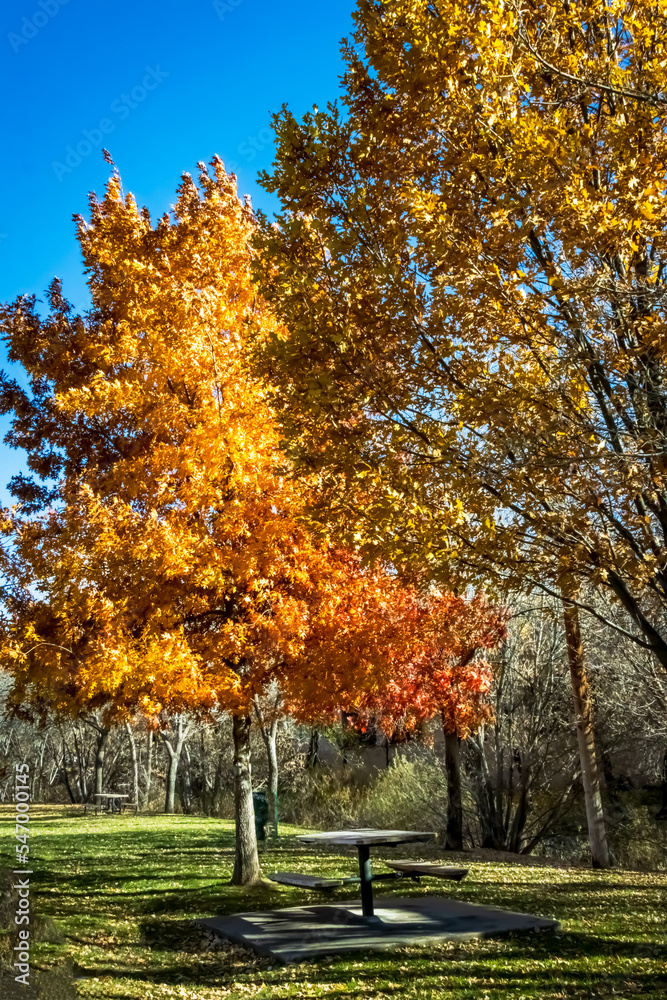 The Local Park in Autumn The Local Park in Autumn