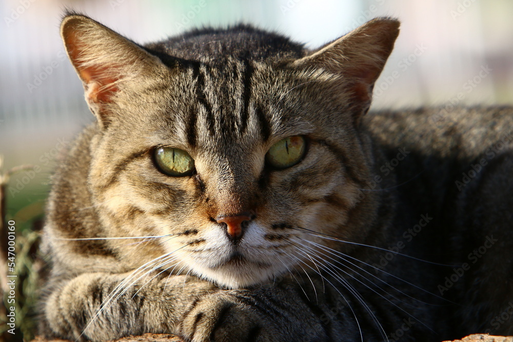 The domestic cat is a mammal of the cat family of the carnivora order.