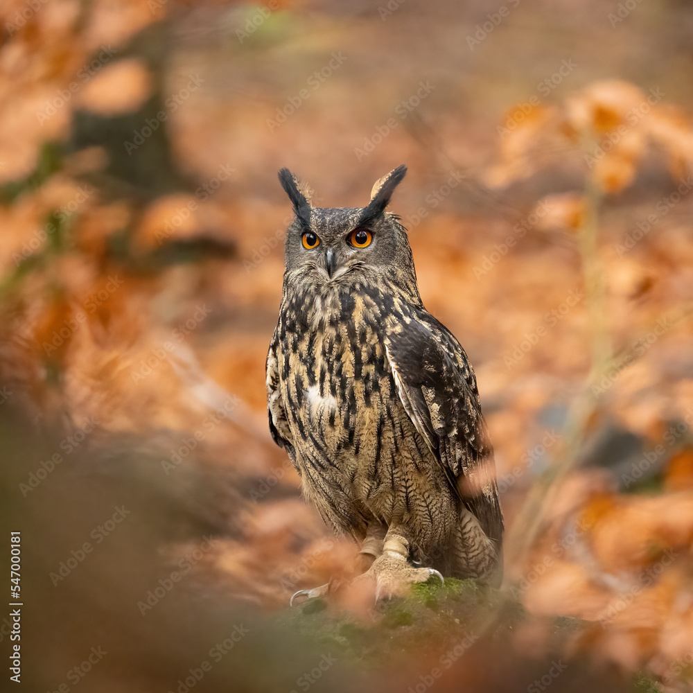 Fototapeta premium Bubo Bubo in Bohemian-Moravian Highlands. Staring at you.