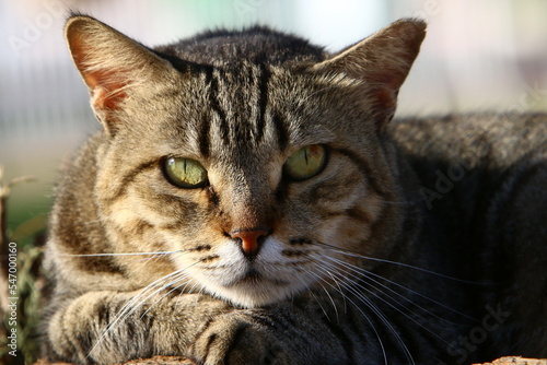 The domestic cat is a mammal of the cat family of the carnivora order. © shimon