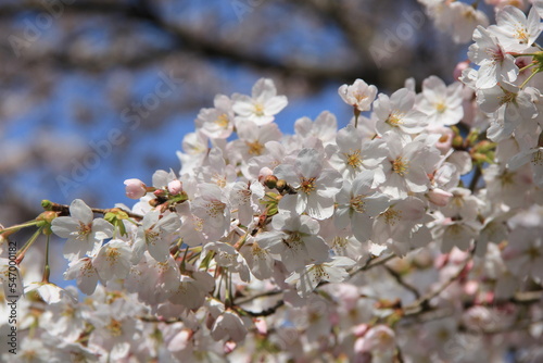 ソメイヨシノの花部分 © misumaru51shingo