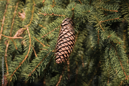 Brown cones on spruce, green needles on twigs. Coniferous tree and seeds