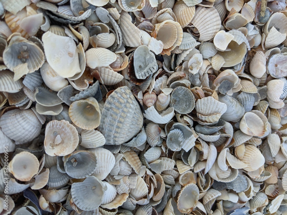 sea ​​shells for background

