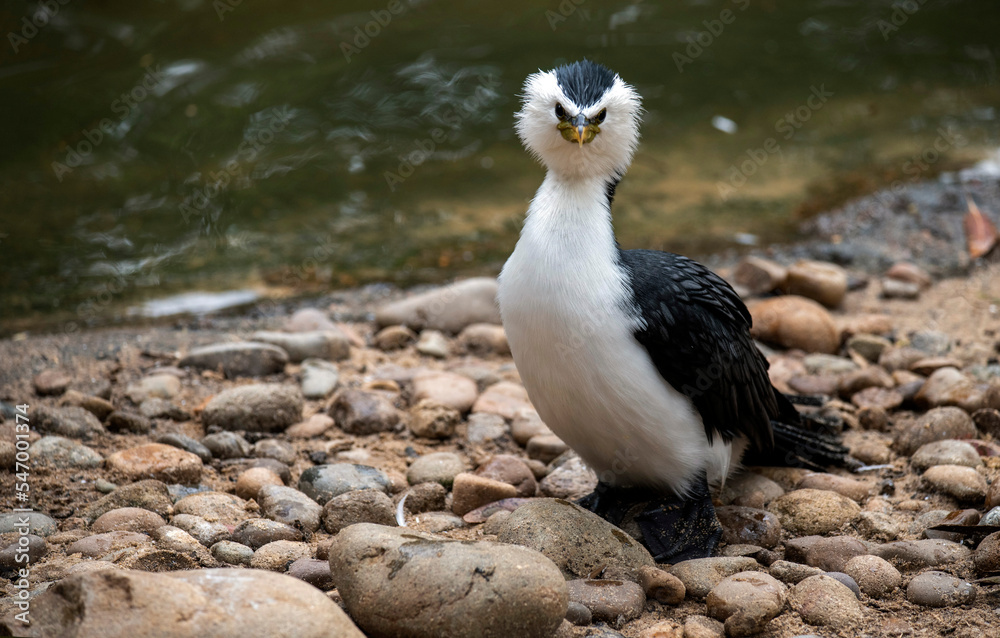 Little Pied Cormorant (Microcarbo melanoleucos) Little Pied Cormorant (Microcarbo melanoleucos)