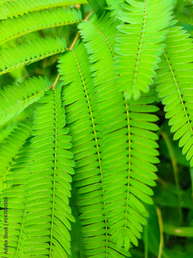 Calliandra leaves in the forest.