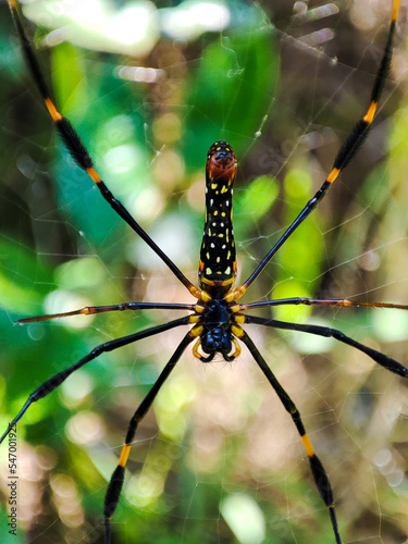 wood spider on a spiderweb with blurred tree background found in Indonesia tropical rainforest. © Jamaludinyusup