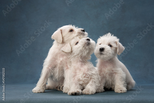 three puppies white schnauzer on a blue background. Cute dog portrait