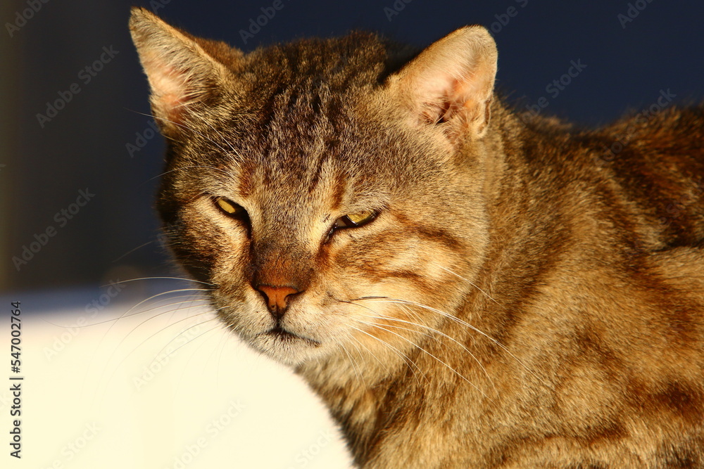 Obraz premium The domestic cat is a mammal of the cat family of the carnivora order.