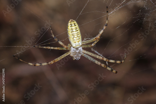 natural tetragnatha extensa spider macro photo