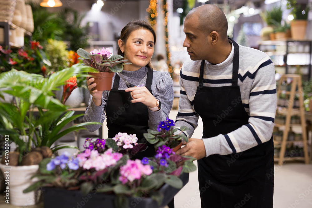 Flower shop employees take care of flowers together - cut withered leaves