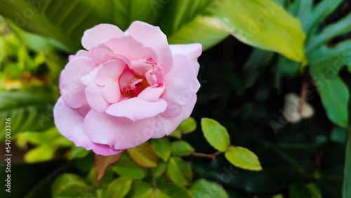 Close-up view of pink rose in the backyard.