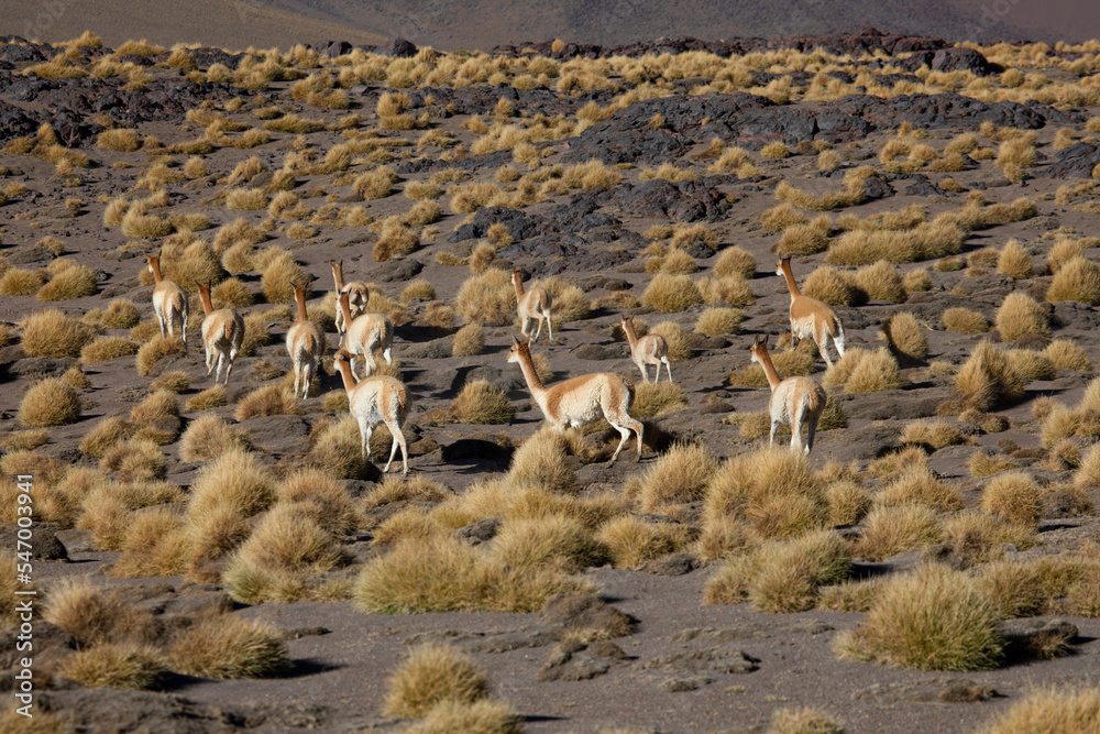 Fototapeta premium Flock of running llamas in Bolivia