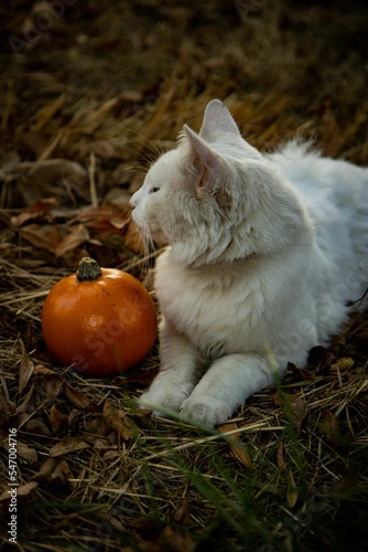 Vertical shot of white fluffy Turkish Angora looking at small pumpkin next to it lying on the ground