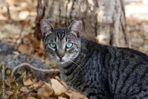 The domestic cat is a mammal of the cat family of the carnivora order.