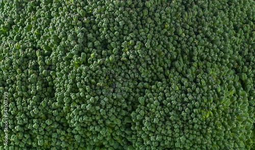 Macro photo green fresh broccoli. Image green fresh organic broccoli close-up.