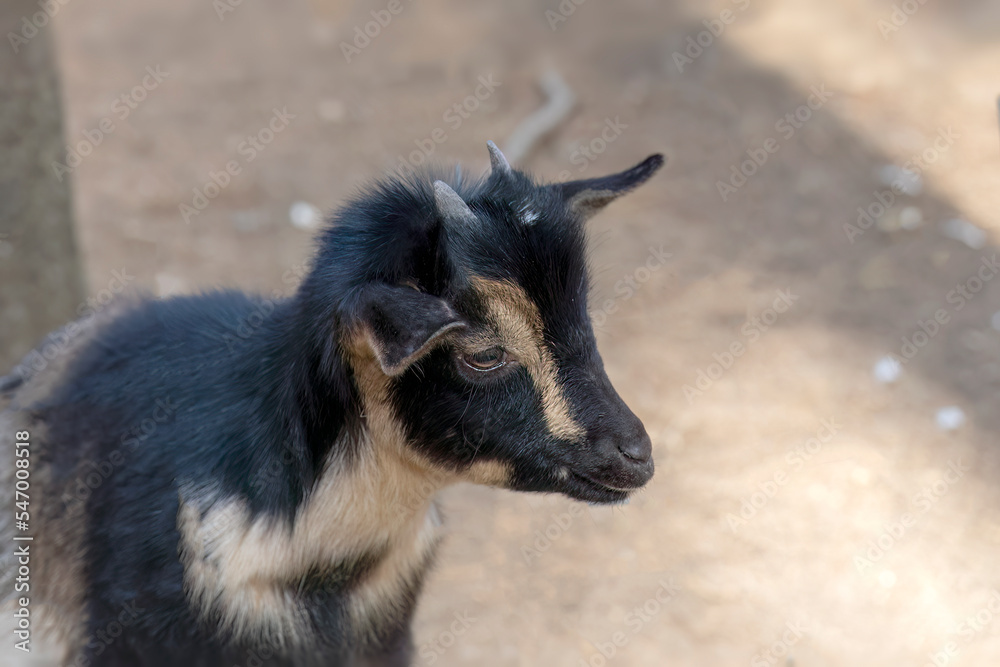 The kid pygmy goat in wildlife park. African pygmy goat is domestic miniature breed The kid pygmy goat in wildlife park. African pygmy goat is domestic miniature breed