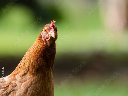 Poule choquée photo