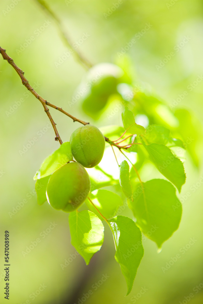 Apricot fruit ripens in the sun on a branch on a farm orchard. Apricot fruit ripens in the sun on a branch on a farm orchard.