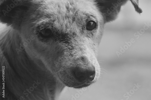 Perrito de la Calle con ojos tiernos