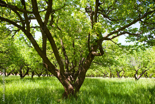 An old apricot tree in an orchard surrounded by long green grass