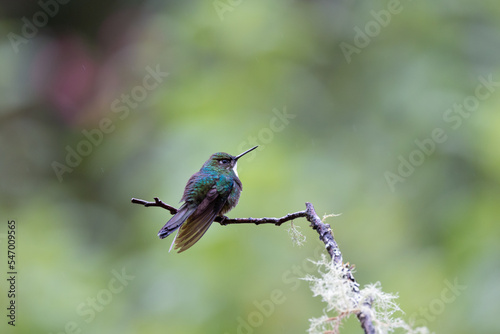 Hummingbird under the rain in Ecuador