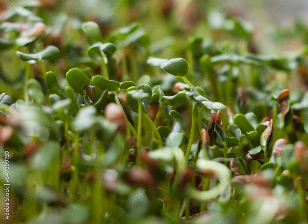 Sprouting of the seeds (linseeds) Sprouting of the seeds (linseeds)