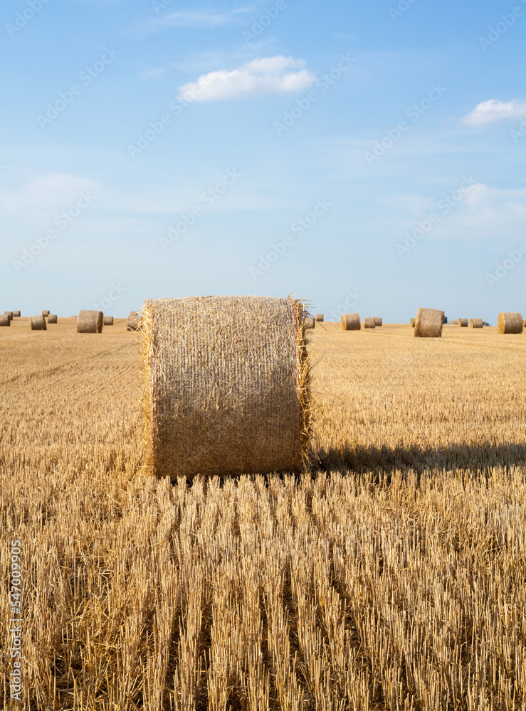 Fototapeta premium Straw rolls on the field.