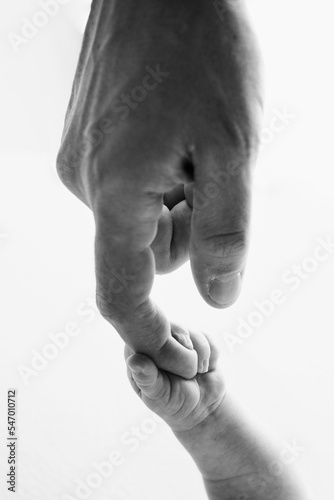 Close-up little hand of child and palm of mother and father. The newborn baby has a firm grip on the parent's finger after birth. A newborn holds on to mom's, dad's finger. Black and white photo.