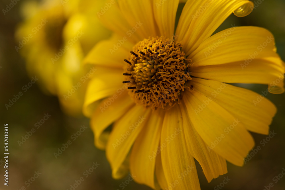 Macro photo of yellow and orange flower with numerous stamens, heliopsis. Can be used for the wallpapers and as a background. Macro photo of yellow and orange flower with numerous stamens, heliopsis. Can be used for the wallpapers and as a background.