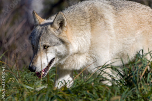 A North American wolf (Canis lupus) © Denny