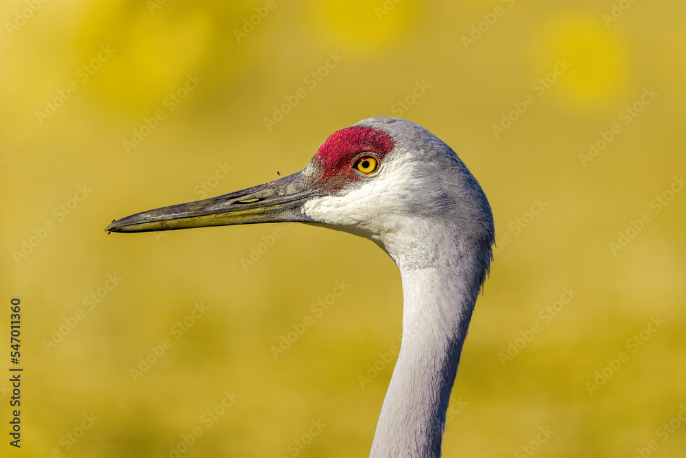 The sandhill crane (Antigone canadensis) 